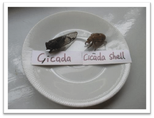 In the Montessori Classroom: children explore, predict and develop an increased understanding of the interdependence between land, people, plants and animals exploring cicadas 11